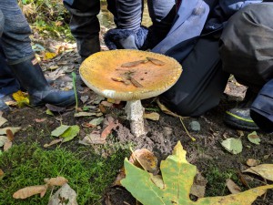 IMG_20181002_140627
