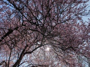 PXL_20250404_164519832